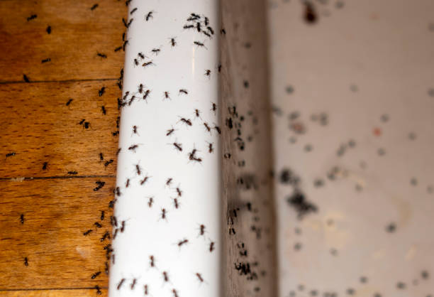 Flea Control Services in Somerville, TN